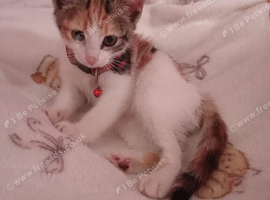 Kitten