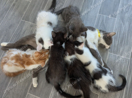 Kittens for sale 10 weeks old