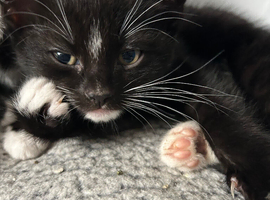 BOY KITTEN READY NOW