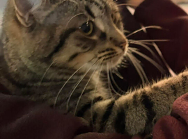 1 year old female cat