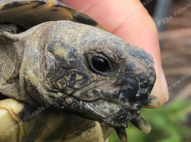 Hermann tortoise only no enclosure No Offers please
