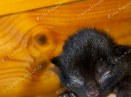 Kittens