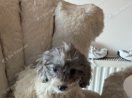 Cockapoo puppies
