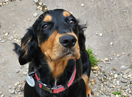 Cocker Spaniel x looking for a new home