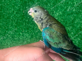 Stunning baby hand reared red rumps