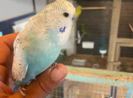 Baby budgies