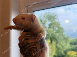 Ferret for adoption