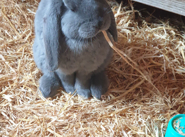 French Lops
