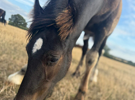 Welsh D x traditional cob to make 14.2hh