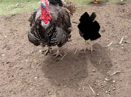 Bronze Turkey stag