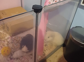 full guinea pig set up