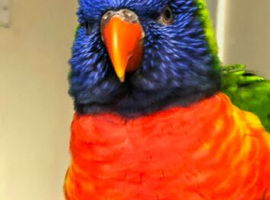 I need a male rainbow lorikeet with DNA tested please