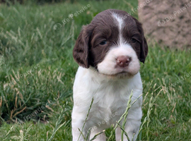 KC English Springer Spaniel Puppies