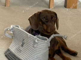 Chocolate female Dachshund