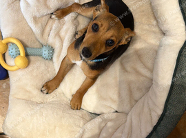 Male Jack Russell pup