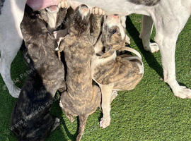 Six weeks old Luckcher pups Suluky bull greyhound