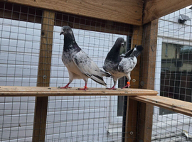 3 high flyer breeder pair