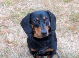 9 month old dachshund boy