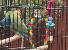Female and Male Lovebirds with Cage