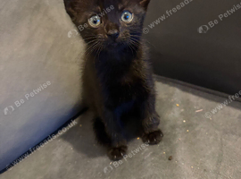 5 kittens ready now