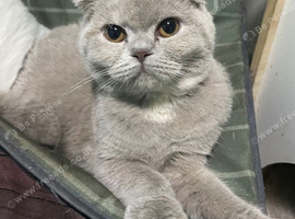SCOTTISH FOLD FEMALE