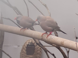 Heck finches