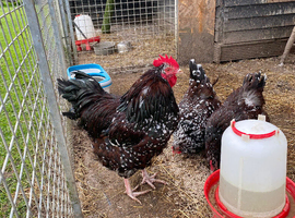 Splash Orpington chicks
