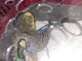 Proven Black Face split black wing hen