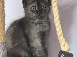 British shorthair and longhair