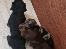 Dachshund pups