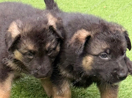 German Shepherd Puppies