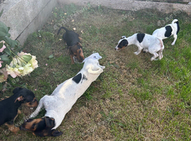 Jack Russell terrier puppies for sale