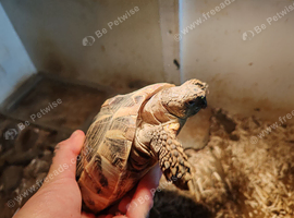 Female tortoise