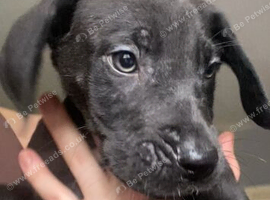 Great Dane puppies
