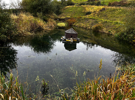 Pond fish wanted.