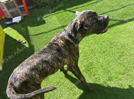 Boerboel x cane corso