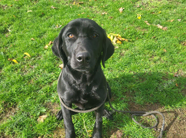 6 month old kc reg Male
