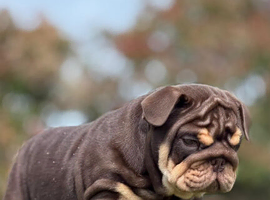 Beautiful English bulldogs