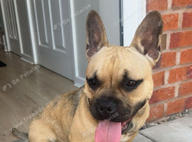 French bulldog x American bulldog