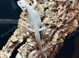 ZERO BEARDED DRAGON BABY WOW!!