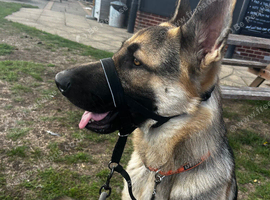 GSD