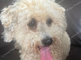 Poochon poodle cross bichon
