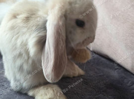 Beautiful baby mini lops