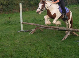 13hh ride and drive gelding