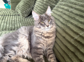 Gorgeous Blue Silver Tabby Maine Coon Boy Looking for His Perfect Home