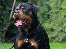 Rottweiler