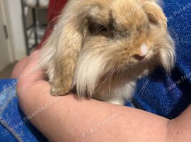 Lion lop bunny