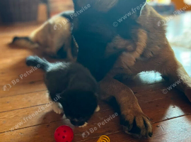 Adorable Kittens