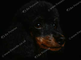 Introducing our KC Champion Bloodline, Black & Tan, Phantom Toy Poodle available for stud services.