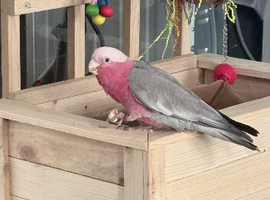 Galah cockatoo